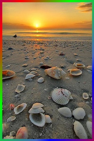 strand_muscheln